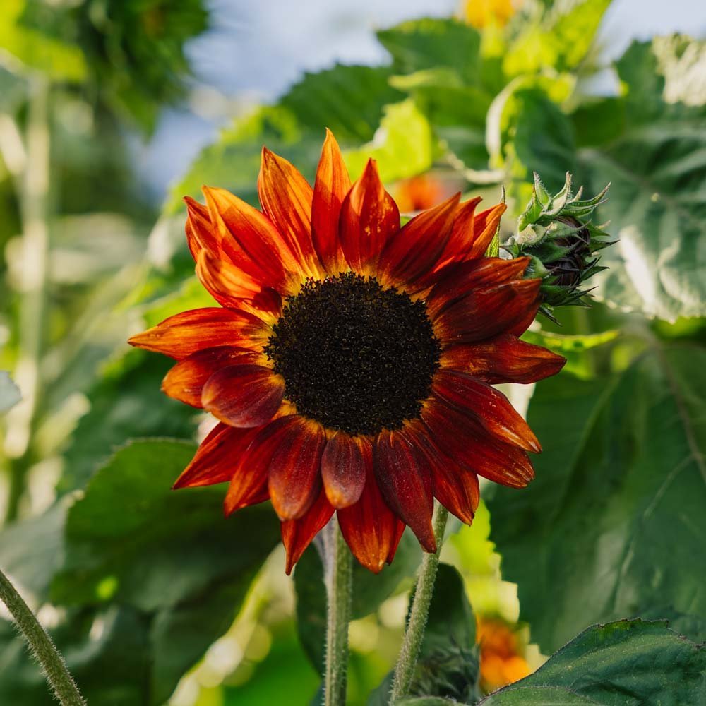 Auringonkukan siemenet 'Velvet Queen' - 10 luomusiementä