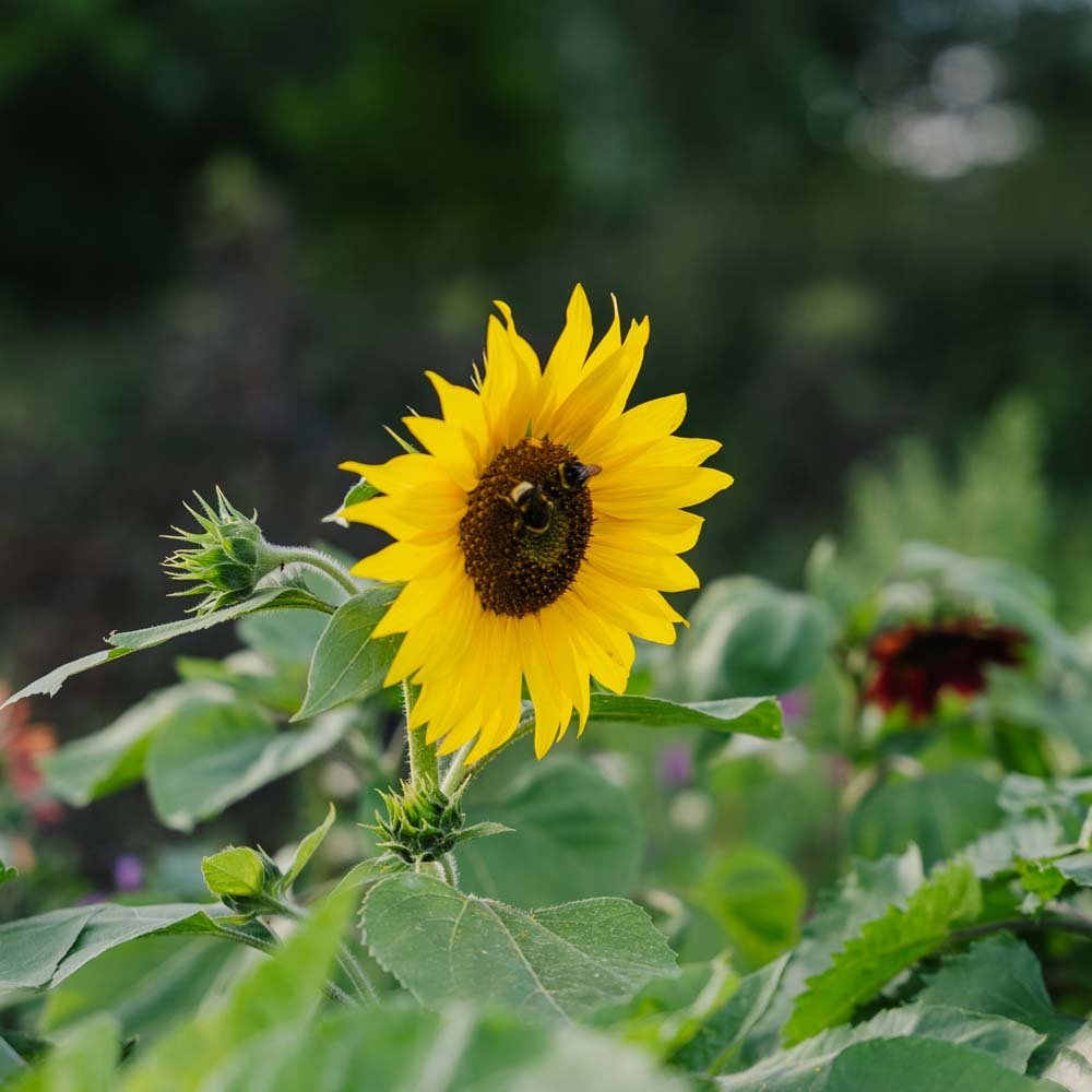 Auringonkukka 'Helianthus debilis' - 40 luomusiementä