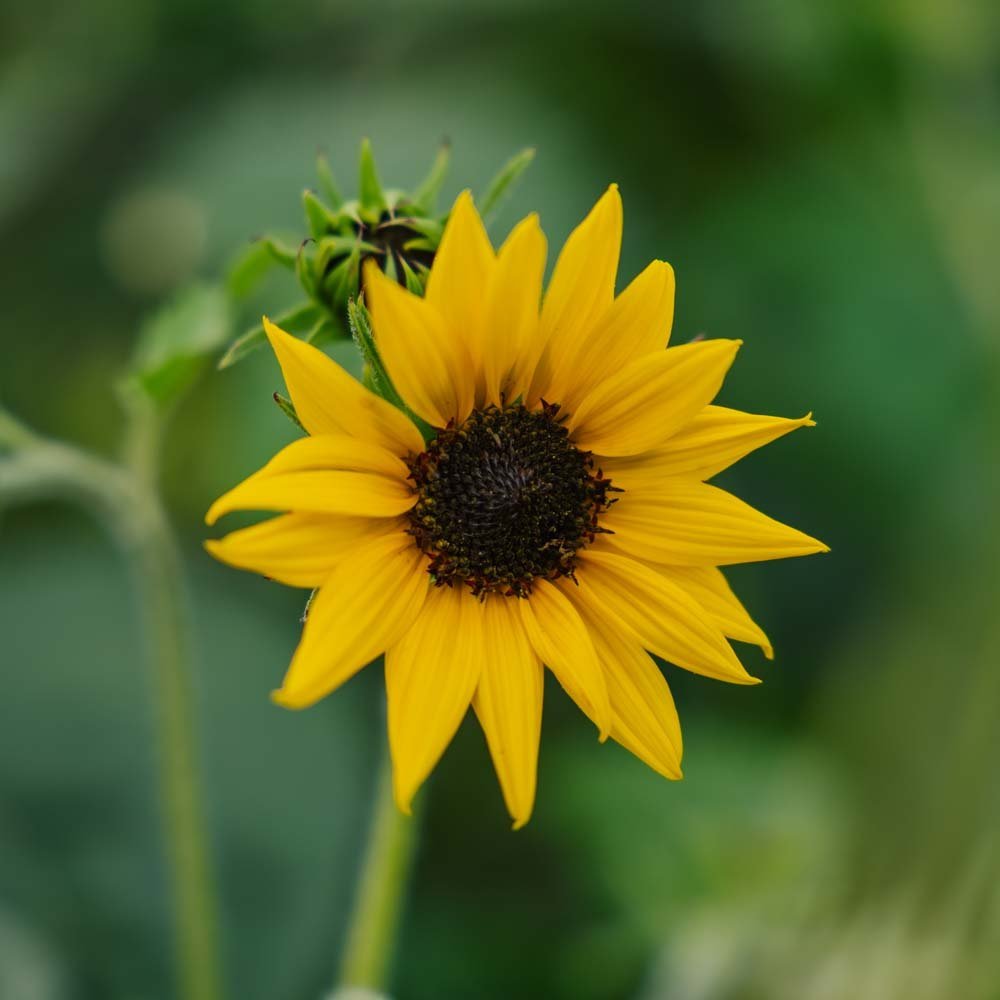 Auringonkukka 'Helianthus debilis' - 40 luomusiementä