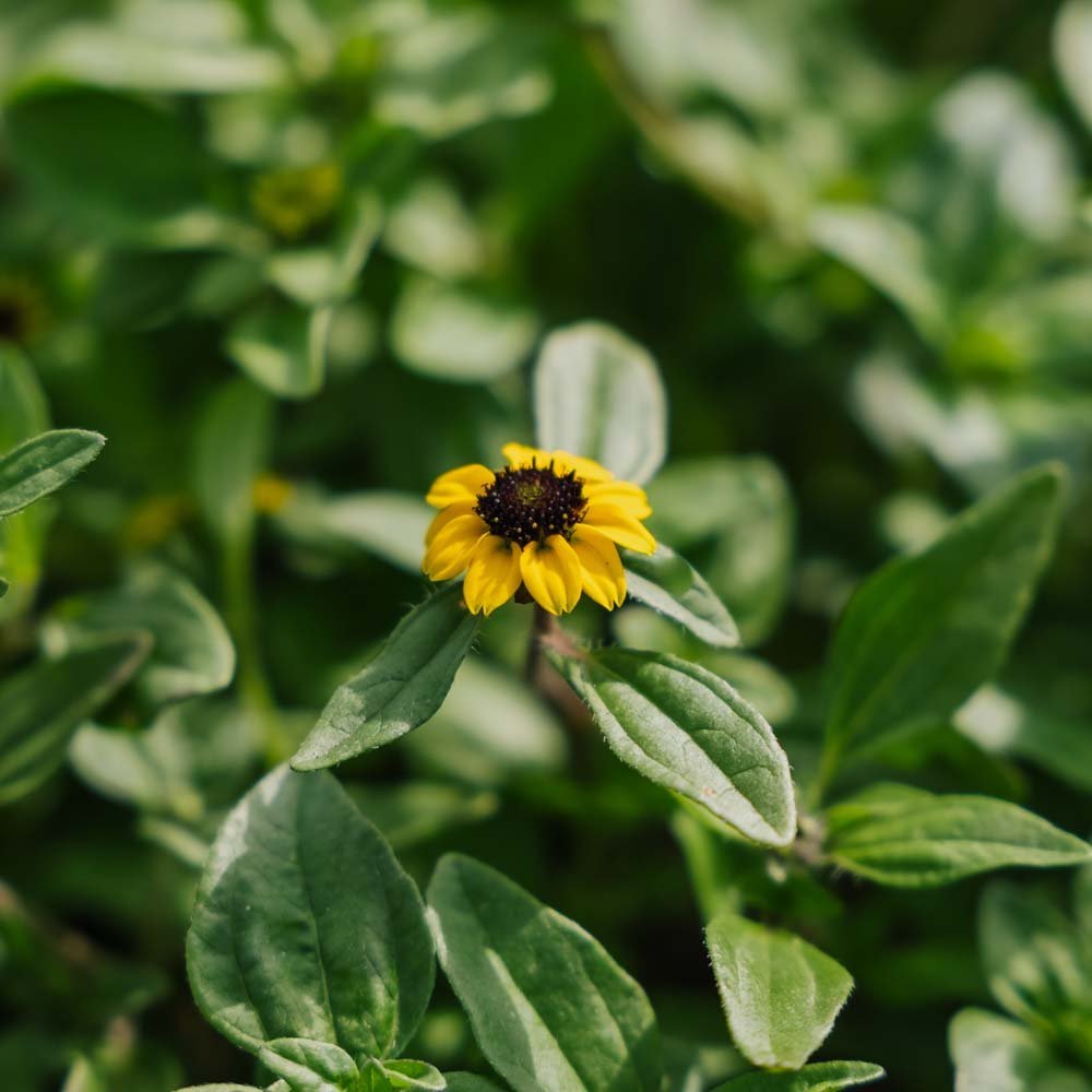 Aurinkokukan siemenet - 150 luomusiementä
