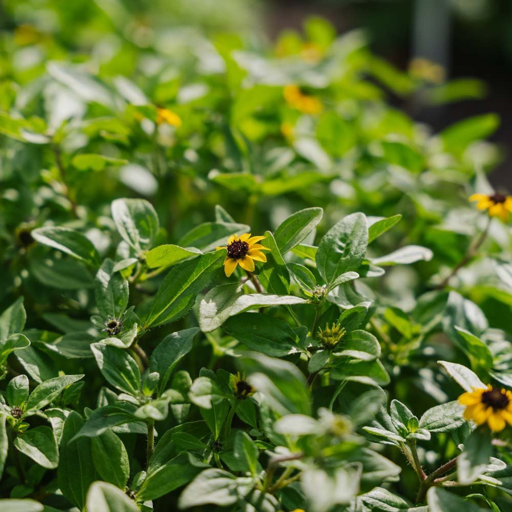 Aurinkokukan siemenet - 150 luomusiementä