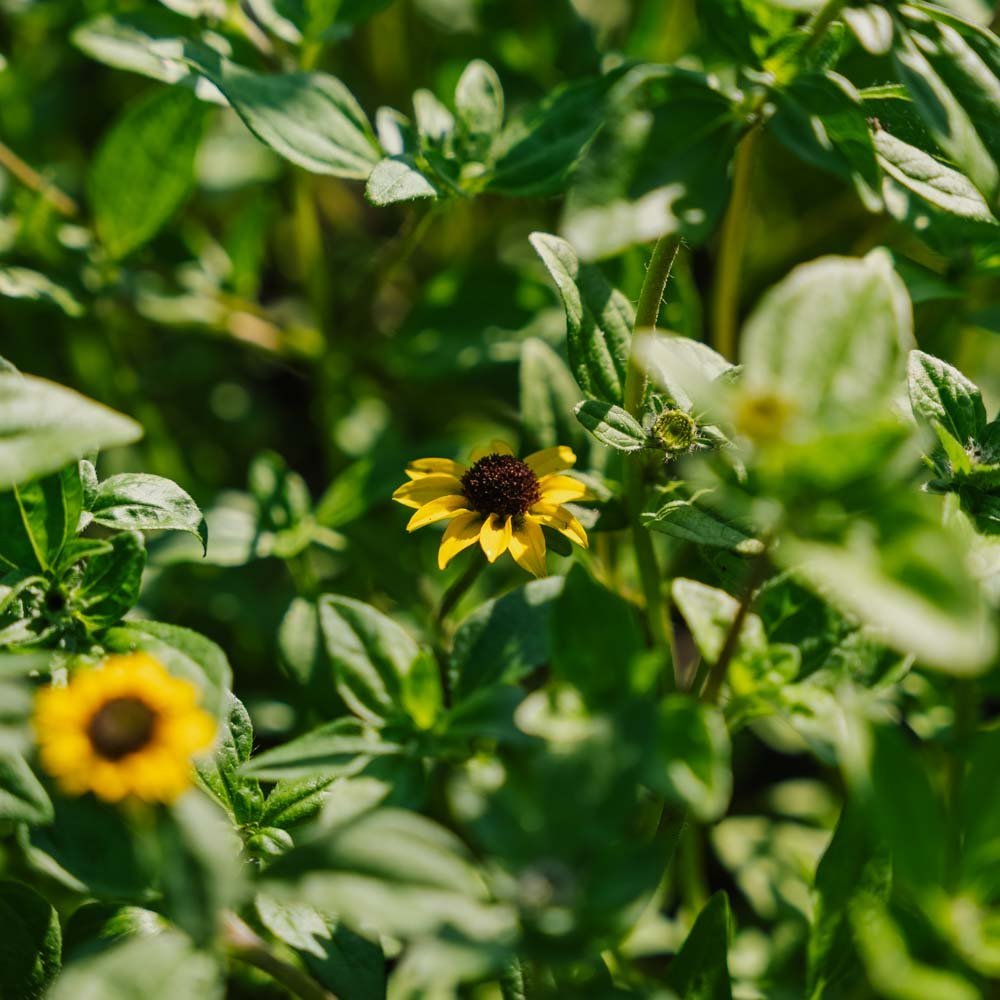 Aurinkokukan siemenet - 150 luomusiementä