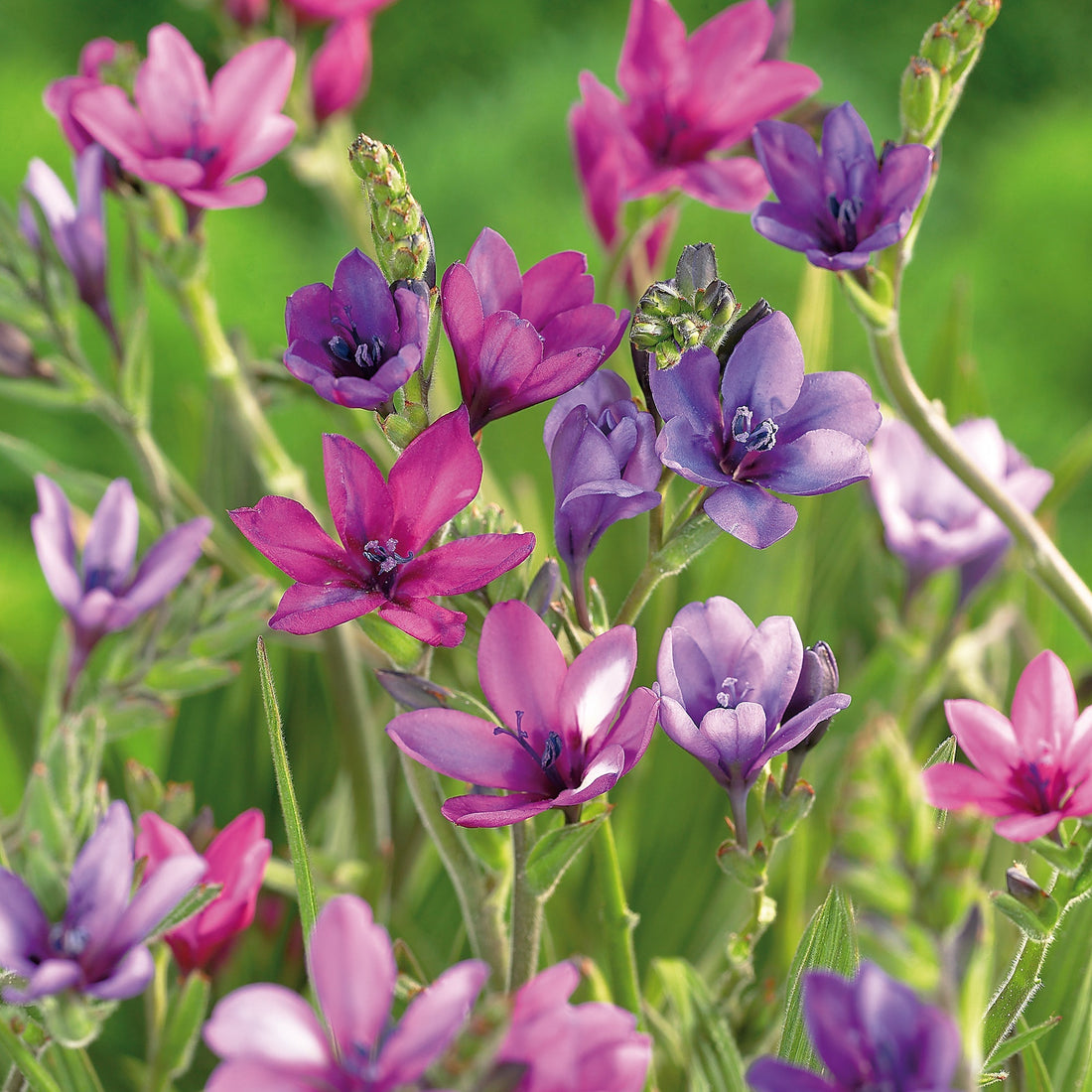 Babiana stricta 'Mixed'