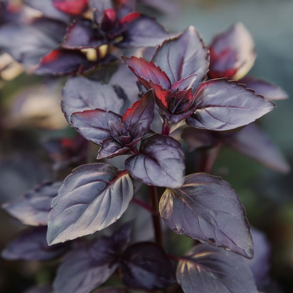 Basilikan siemenet 'Dark opal' - 120 luomusiementä