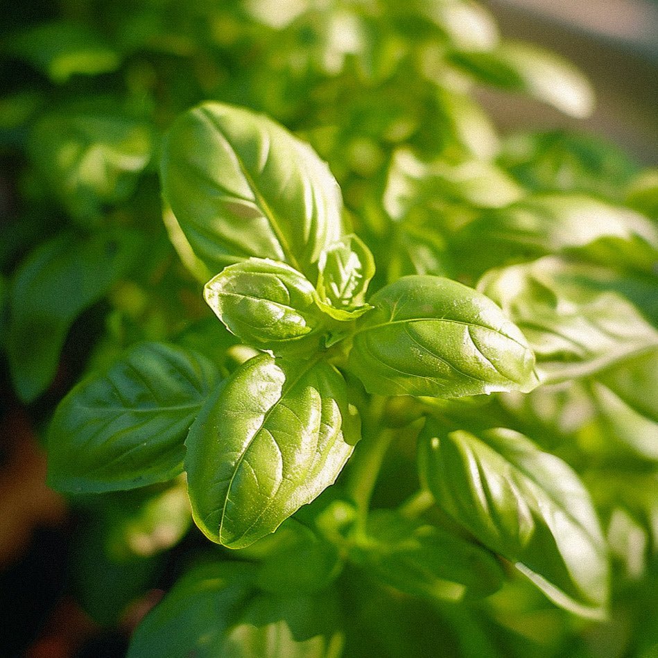 Basilikan siemenet 'Genovese' - 200 luomusiementä