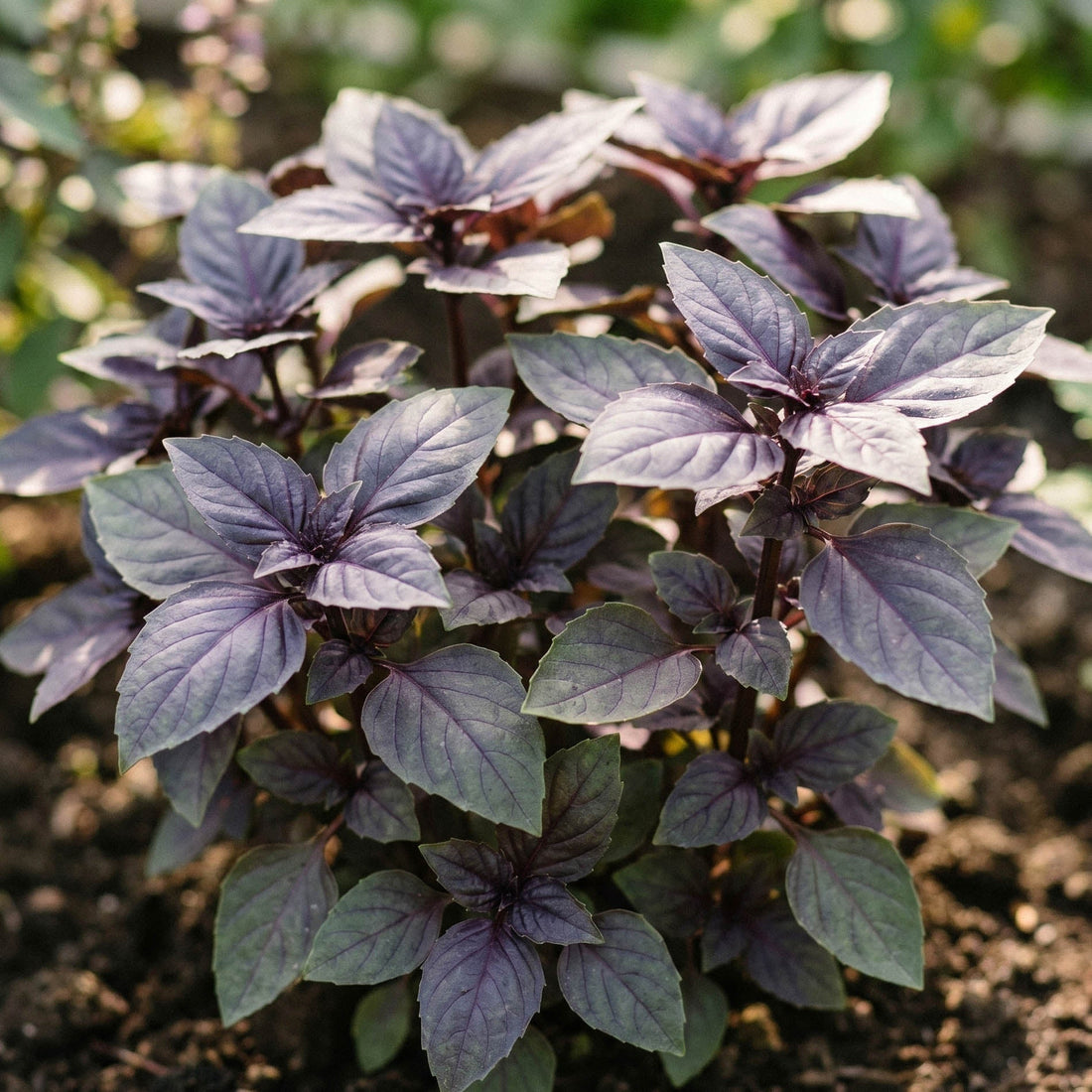 Basilikan siemenet 'Red basil' - 180 luomusiementä