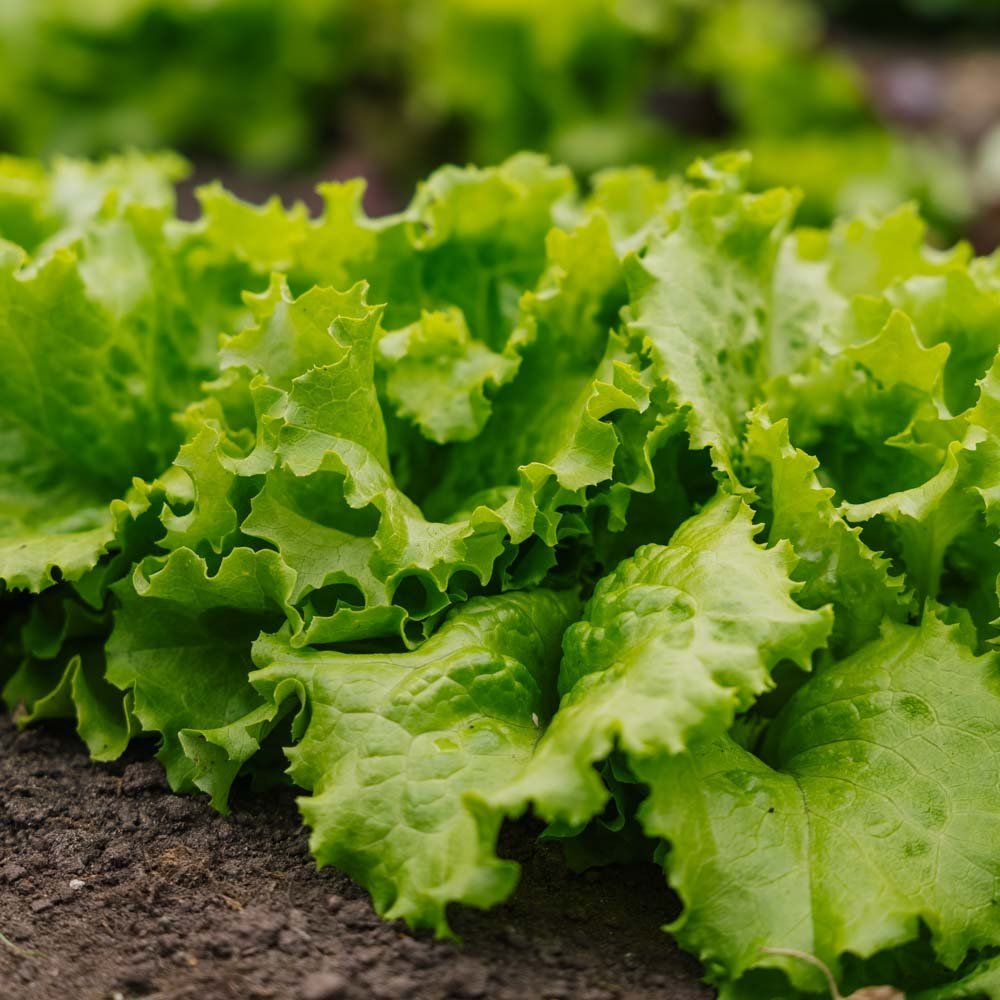 Batavia - salaatin siemenet 'Blonde de Paris' - 200 luomusiementä