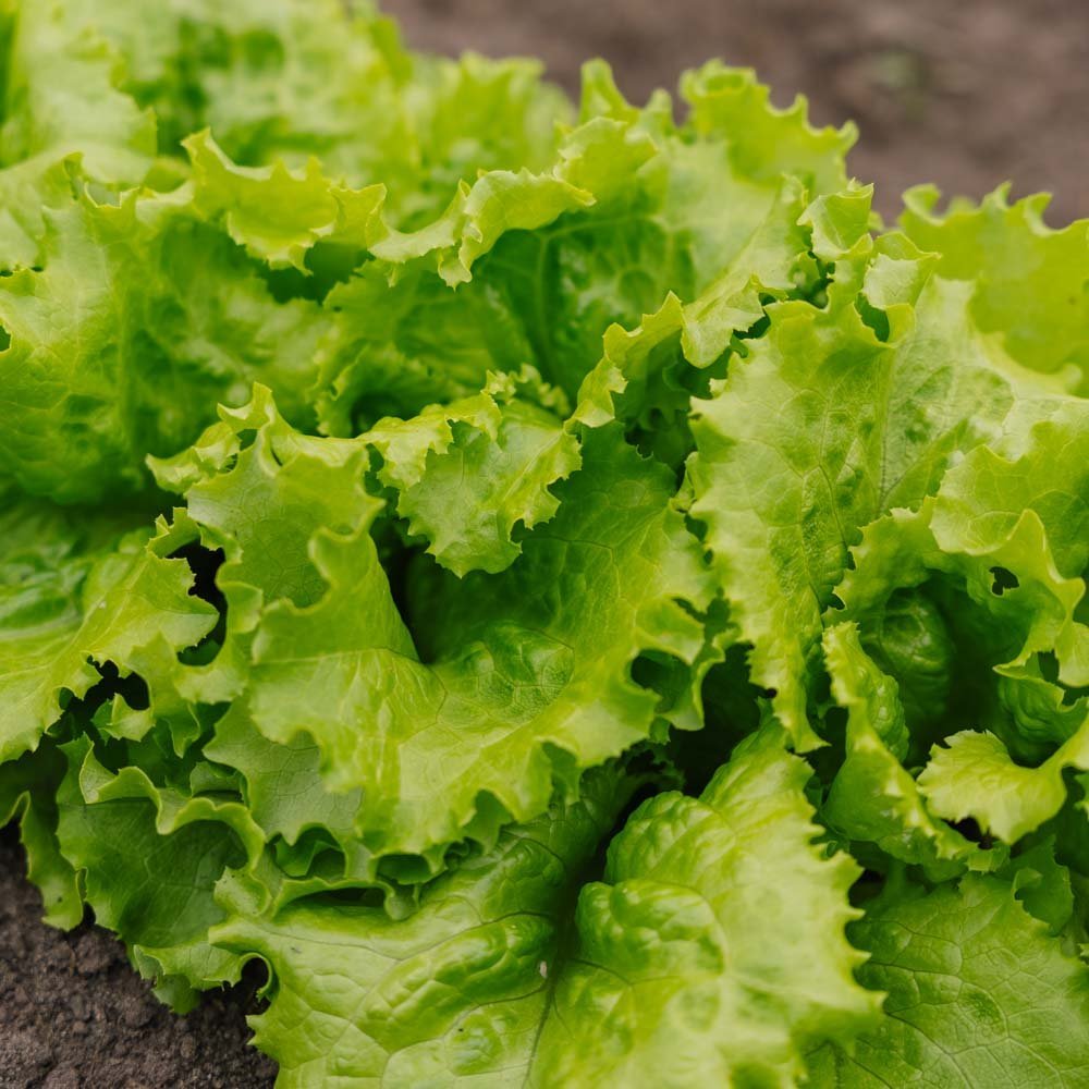 Batavia - salaatin siemenet 'Blonde de Paris' - 200 luomusiementä