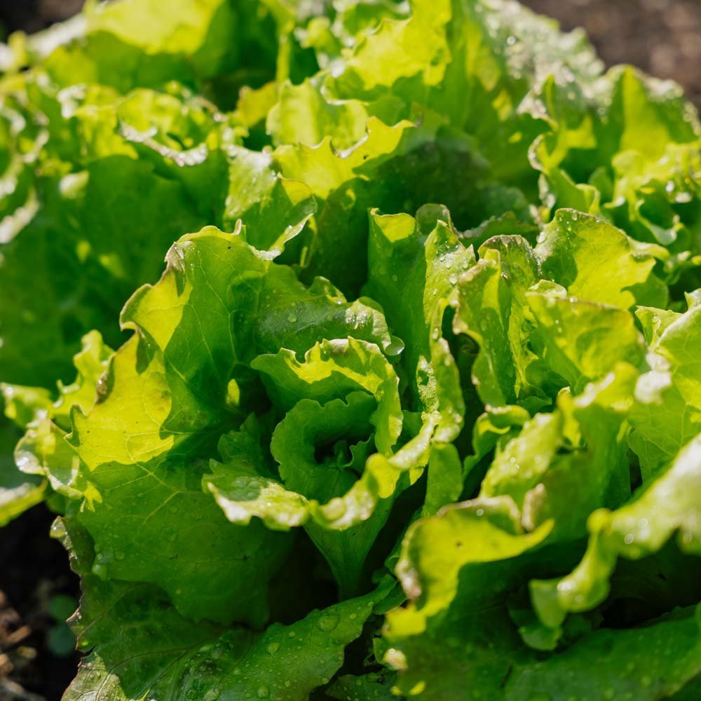 Batavia salaatin siemenet 'Maravilla de Verano' - 200 luomusiementä