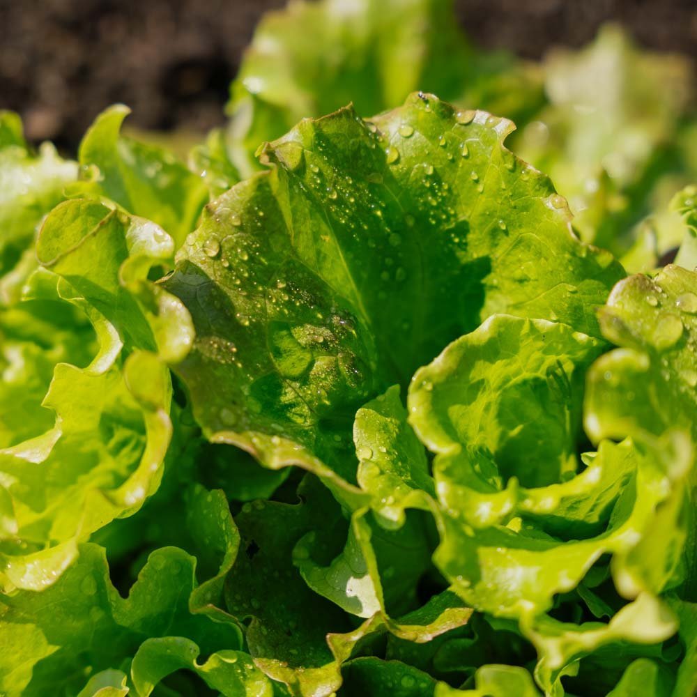 Batavia salaatin siemenet 'Maravilla de Verano' - 200 luomusiementä