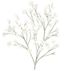Harsokukka juurakot / Gypsophila