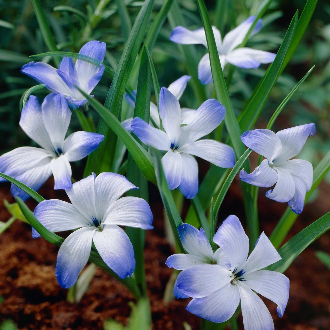 Chilentähti, Tecophilaea 'Leichtlinii'