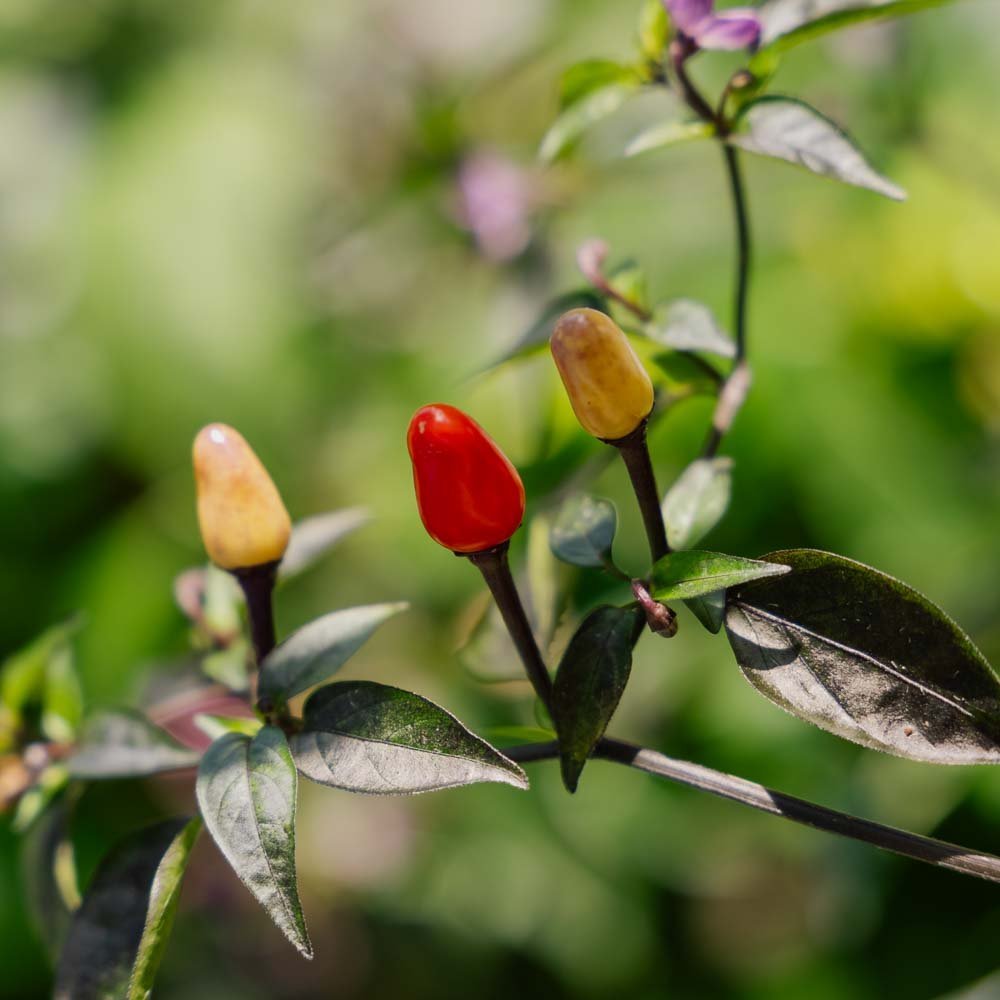 Chilin siemenet 'Lila Luzi' - 5 luomusiementä