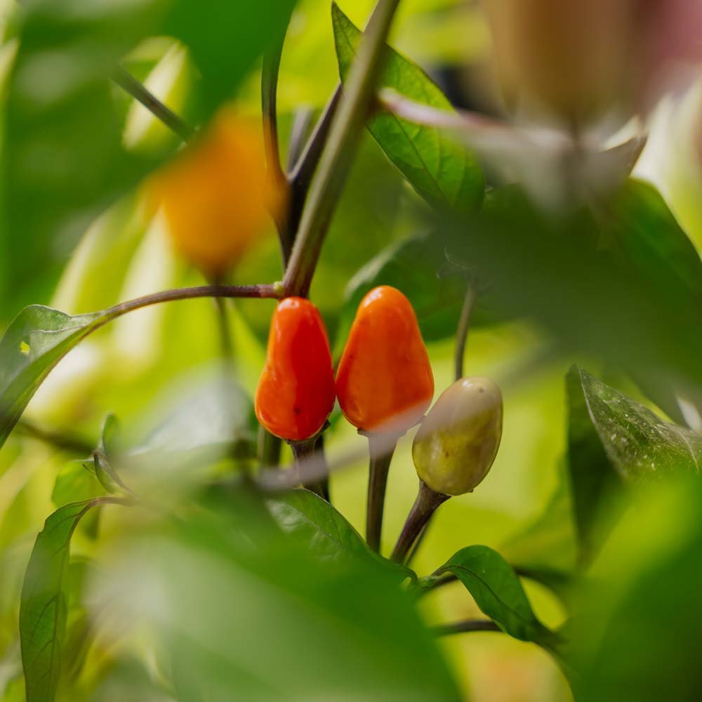 Chilin siemenet 'Lila Luzi' - 5 luomusiementä