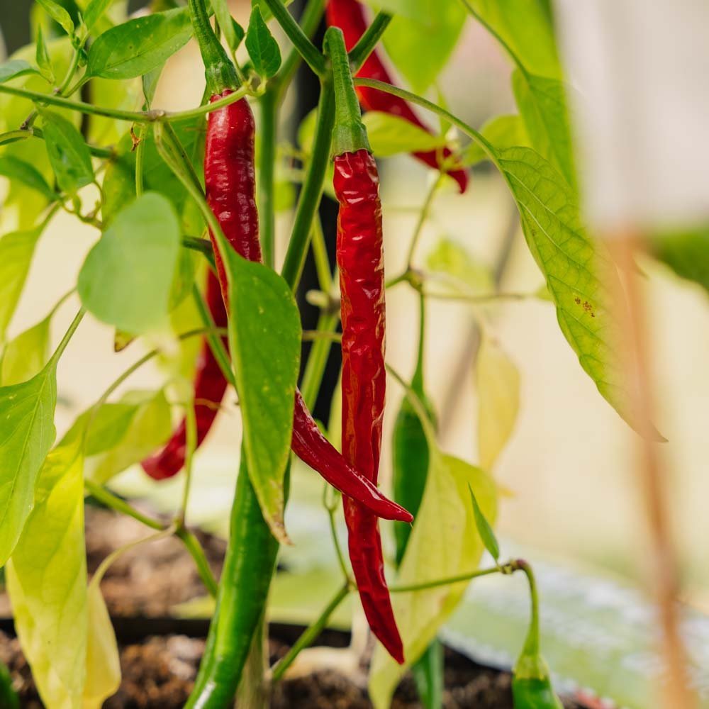 Chilin siemenet 'Westlandse Lange Rode' - 25 luomusiementä