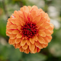Daalia 'American Sunset'