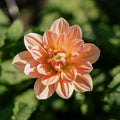 Daalia 'Apricot Desire'