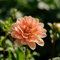 Daalia 'Apricot Desire'