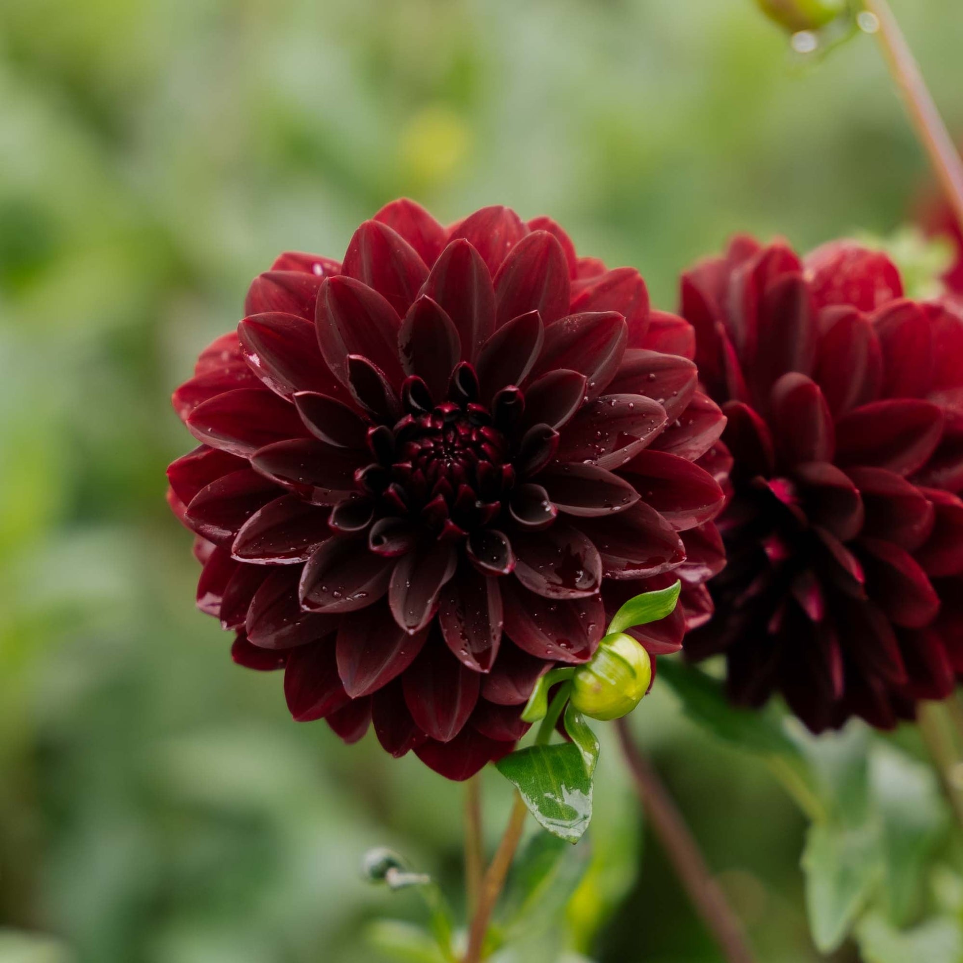 Daalia 'Arabian Night'