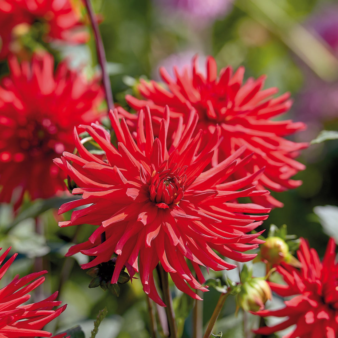 Daalia 'Bergers Record'