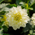 Daalia 'Berliner Lemon'