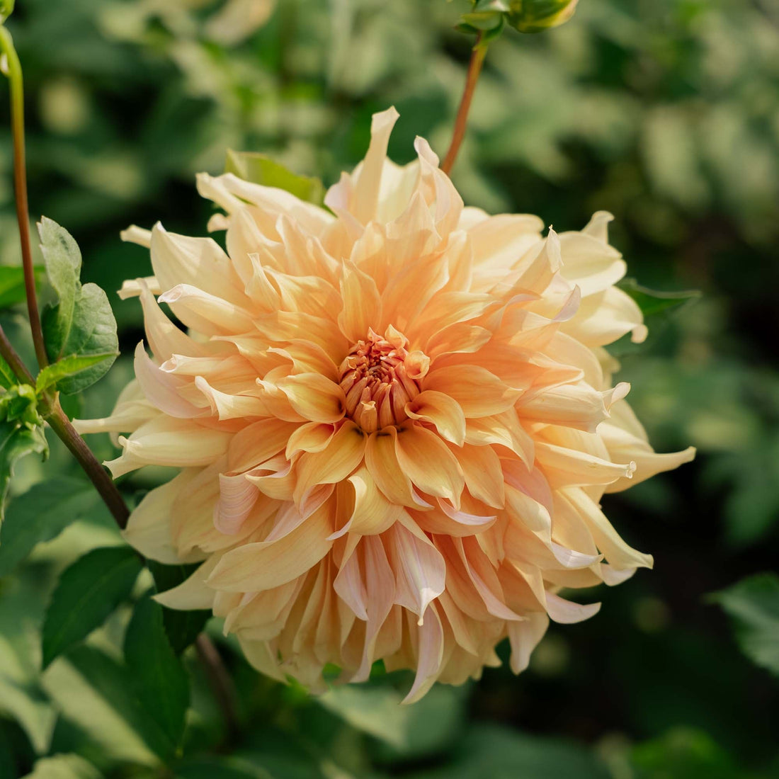 Daalia 'Big Brother'