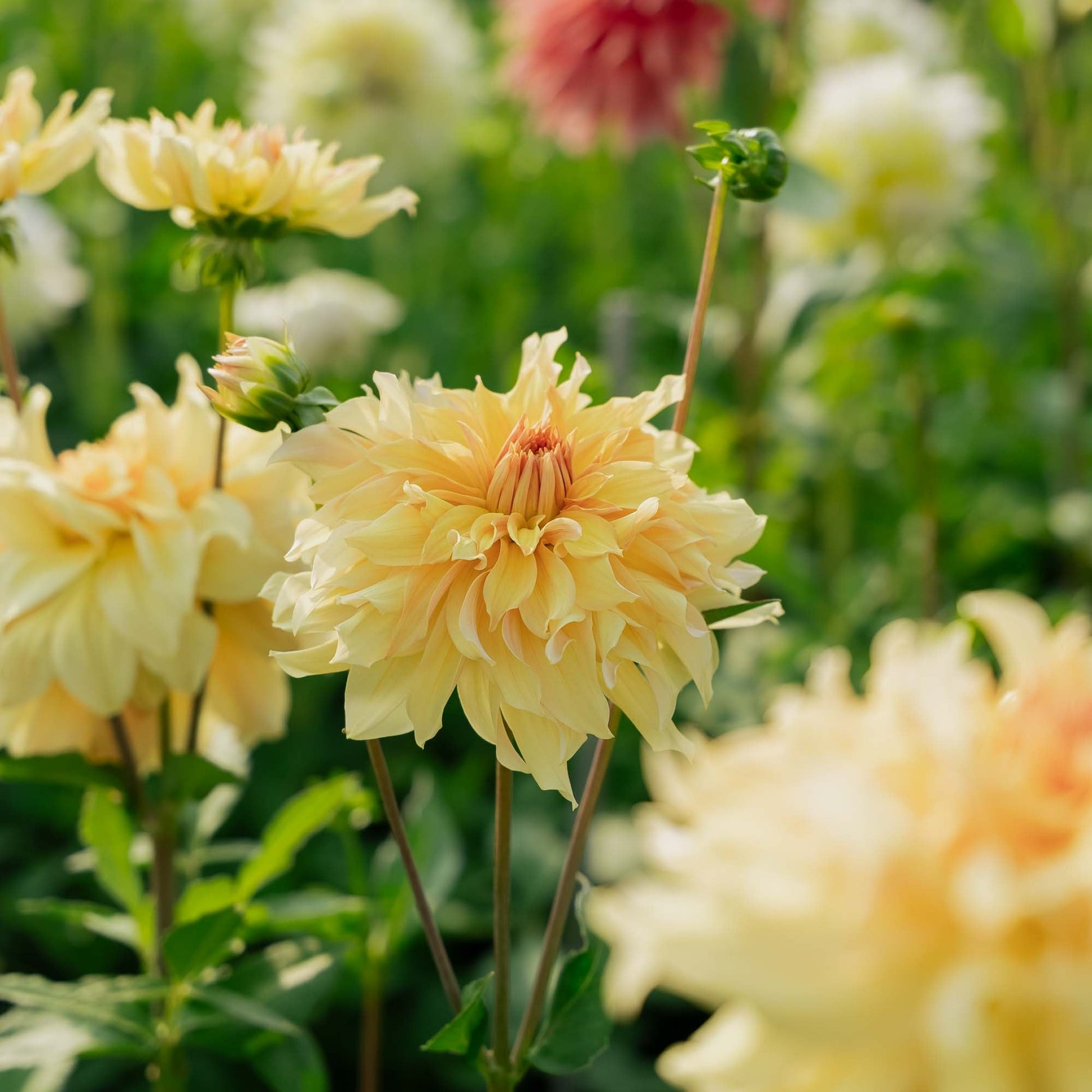 Daalia 'Big Brother'