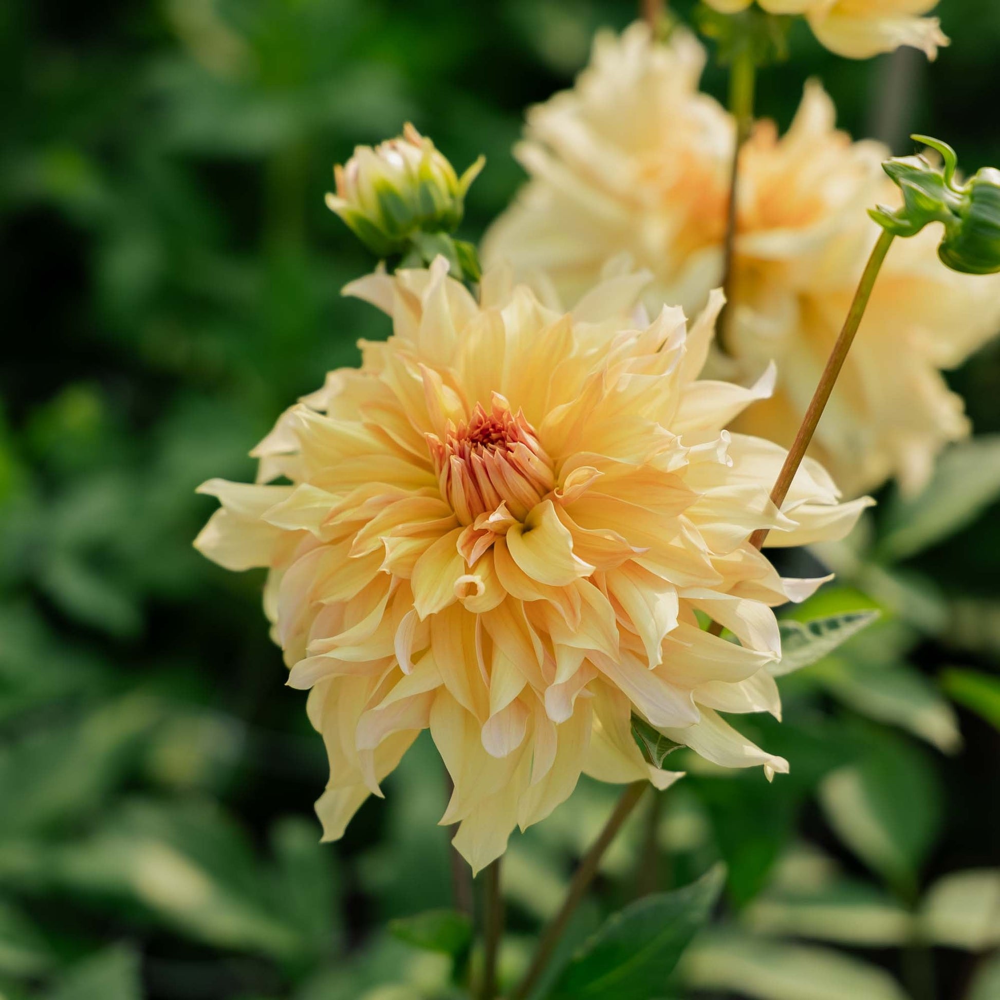 Daalia 'Big Brother'