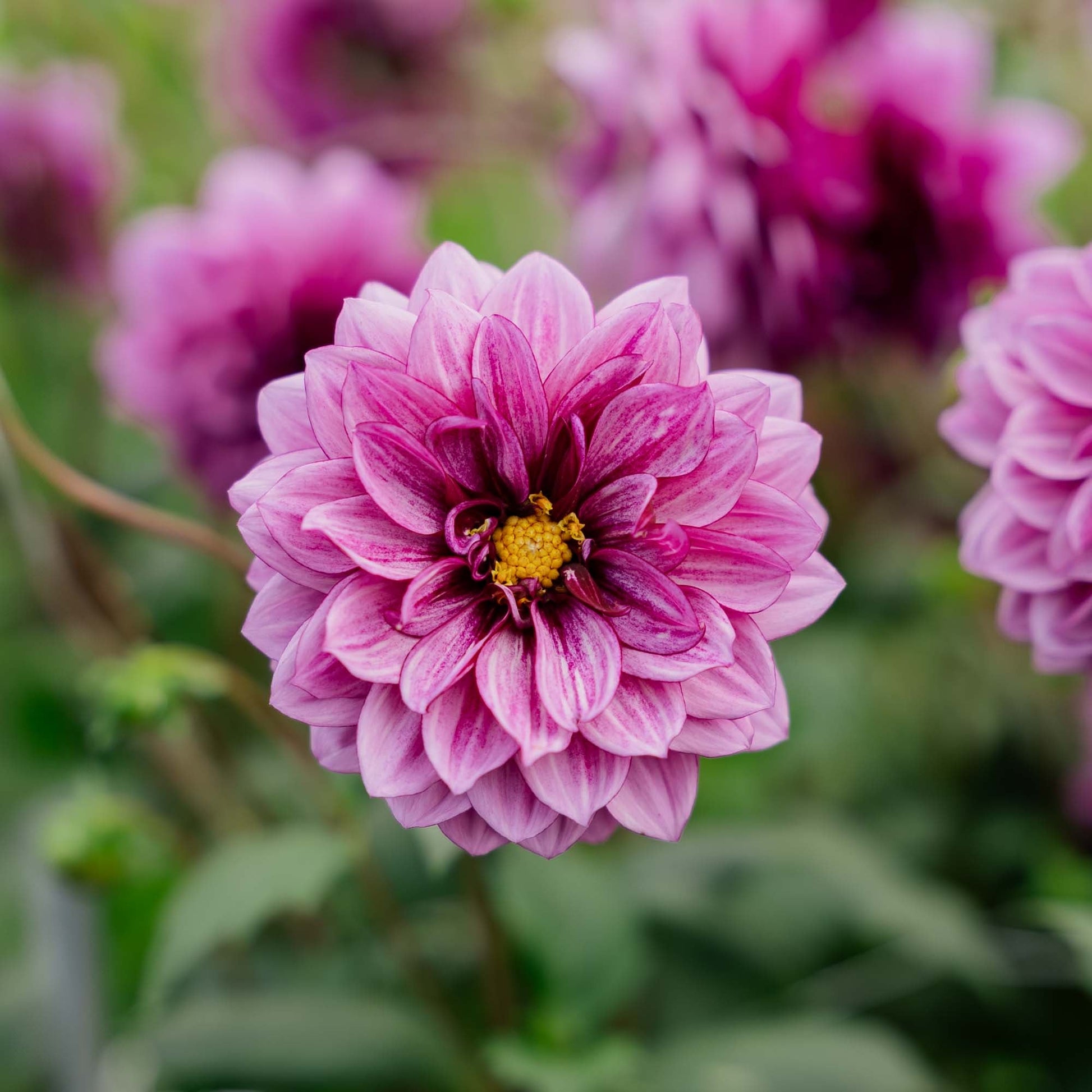 Daalia 'Blue Bell'