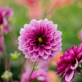 Daalia 'Blue Bell'