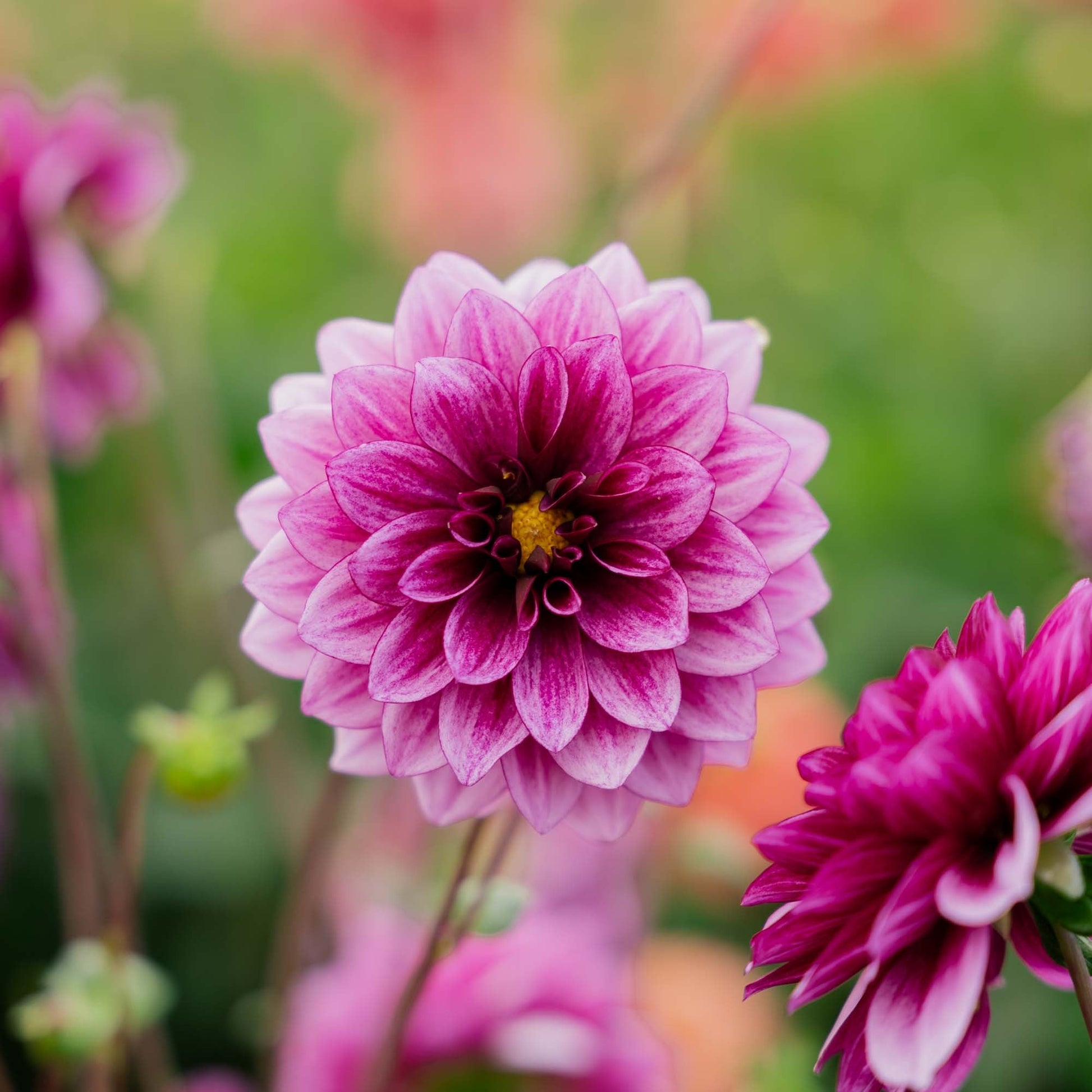 Daalia 'Blue Bell'