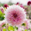 Daalia 'Cafe au Lait Royal'