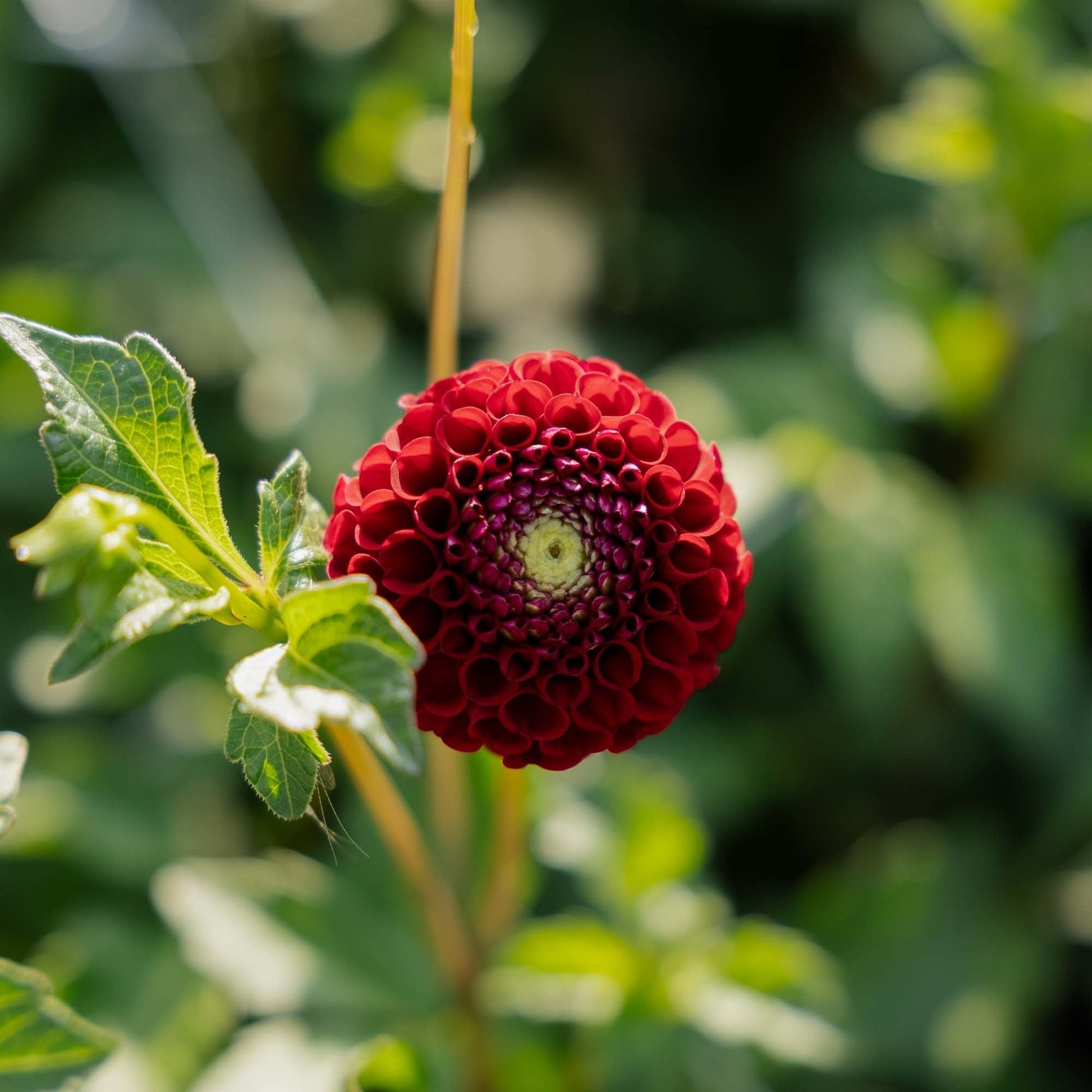 Daalia 'Chick A Dee'