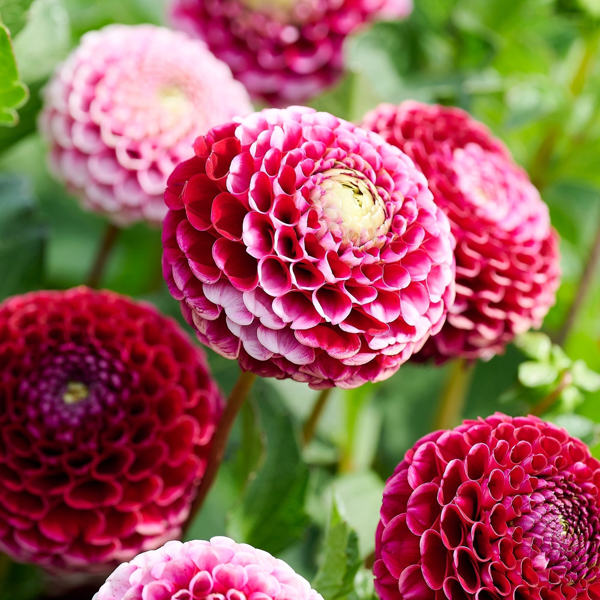 Daalia 'Chick A Dee'