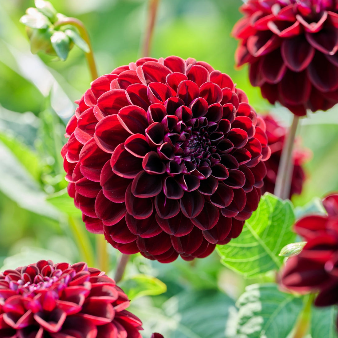 Daalia 'Dark Spirit'