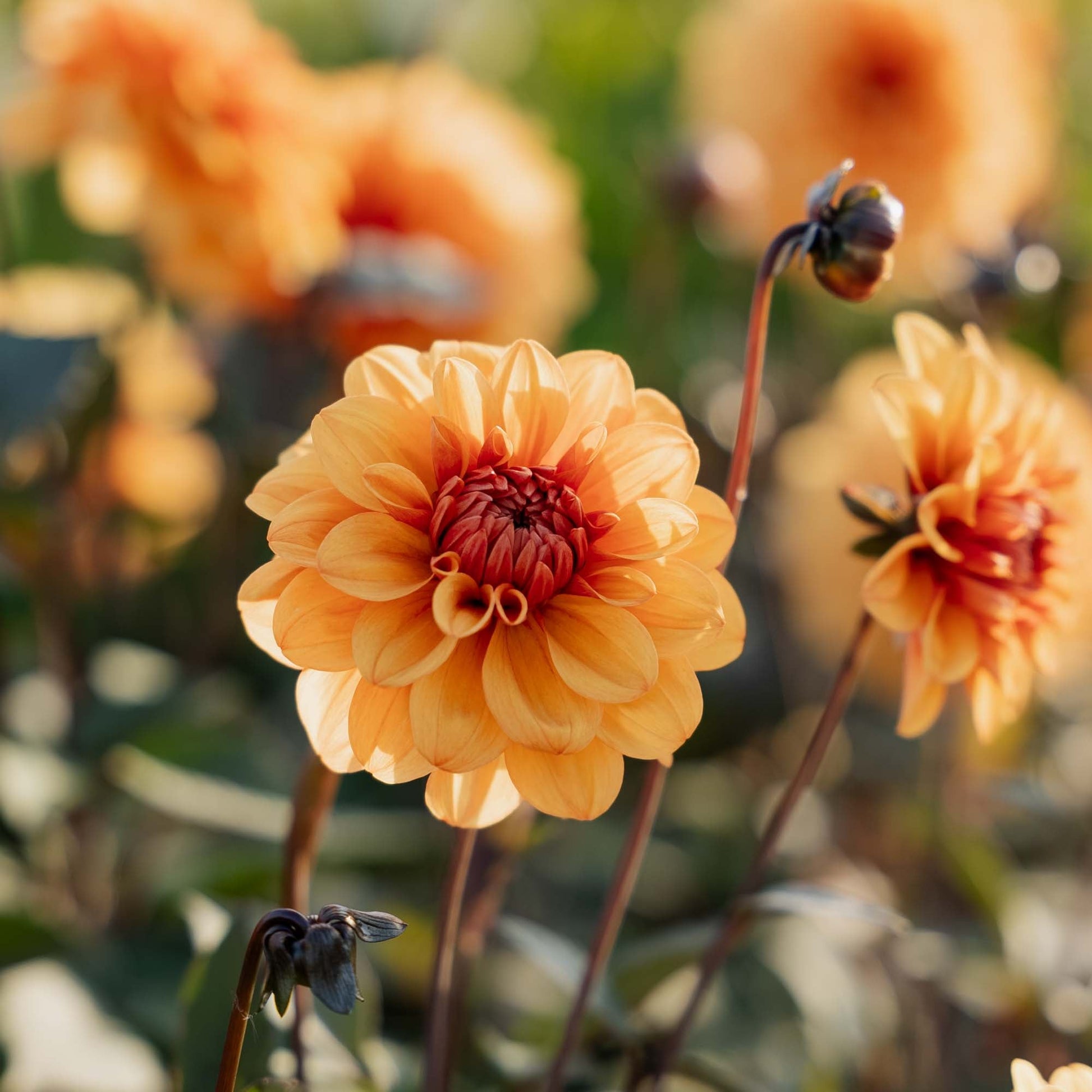 Daalia 'David Howard'