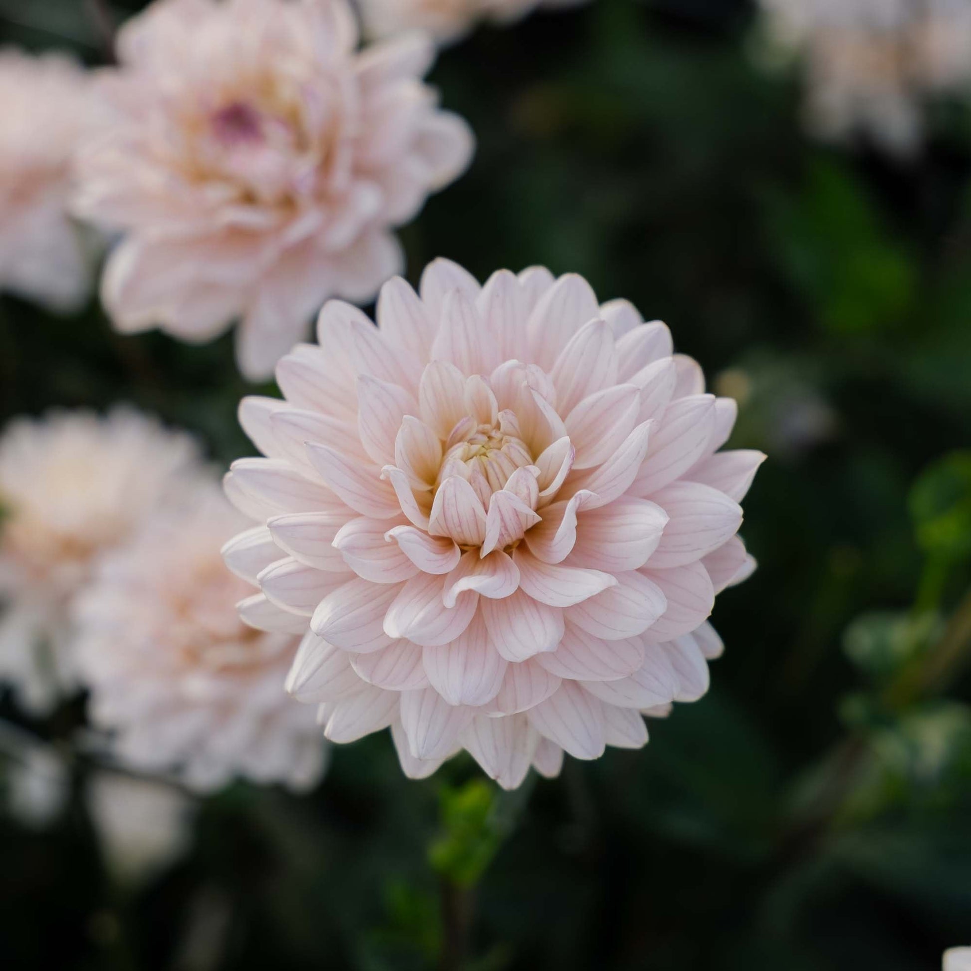 Daalia 'Diana’s Memory'