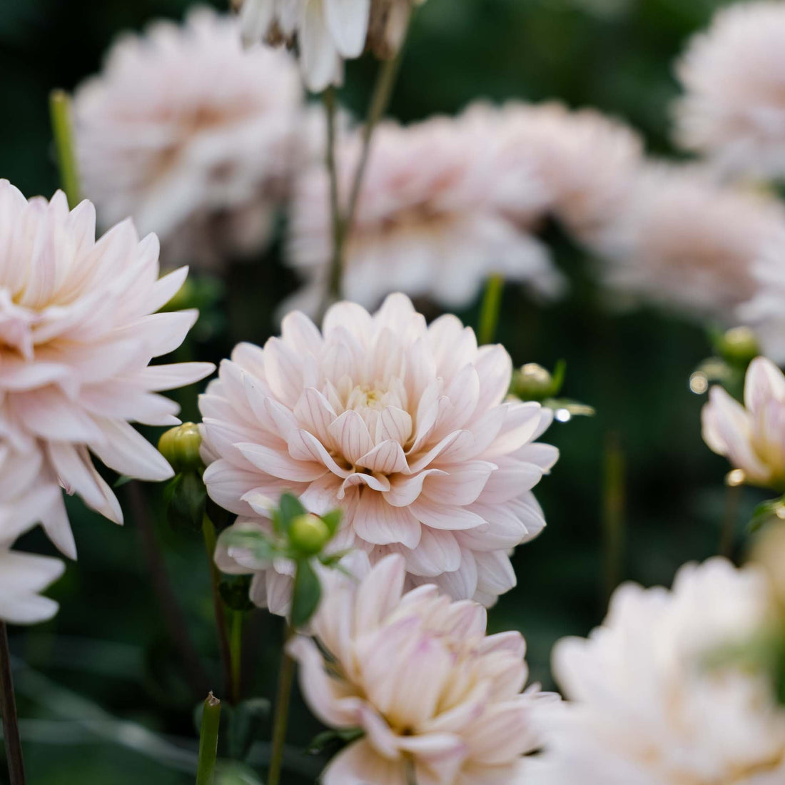 Daalia 'Diana’s Memory'