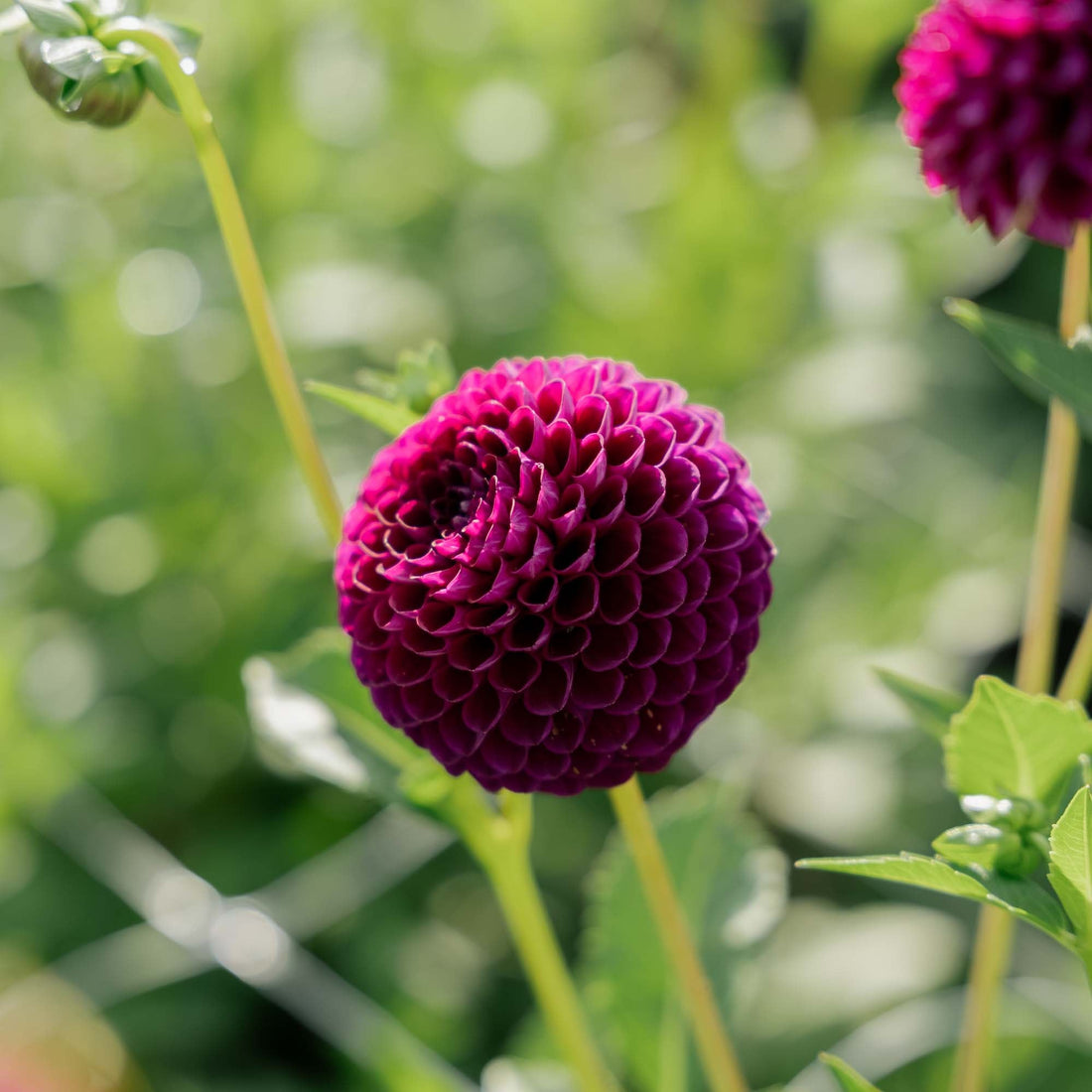 Daalia 'Downham Royal'