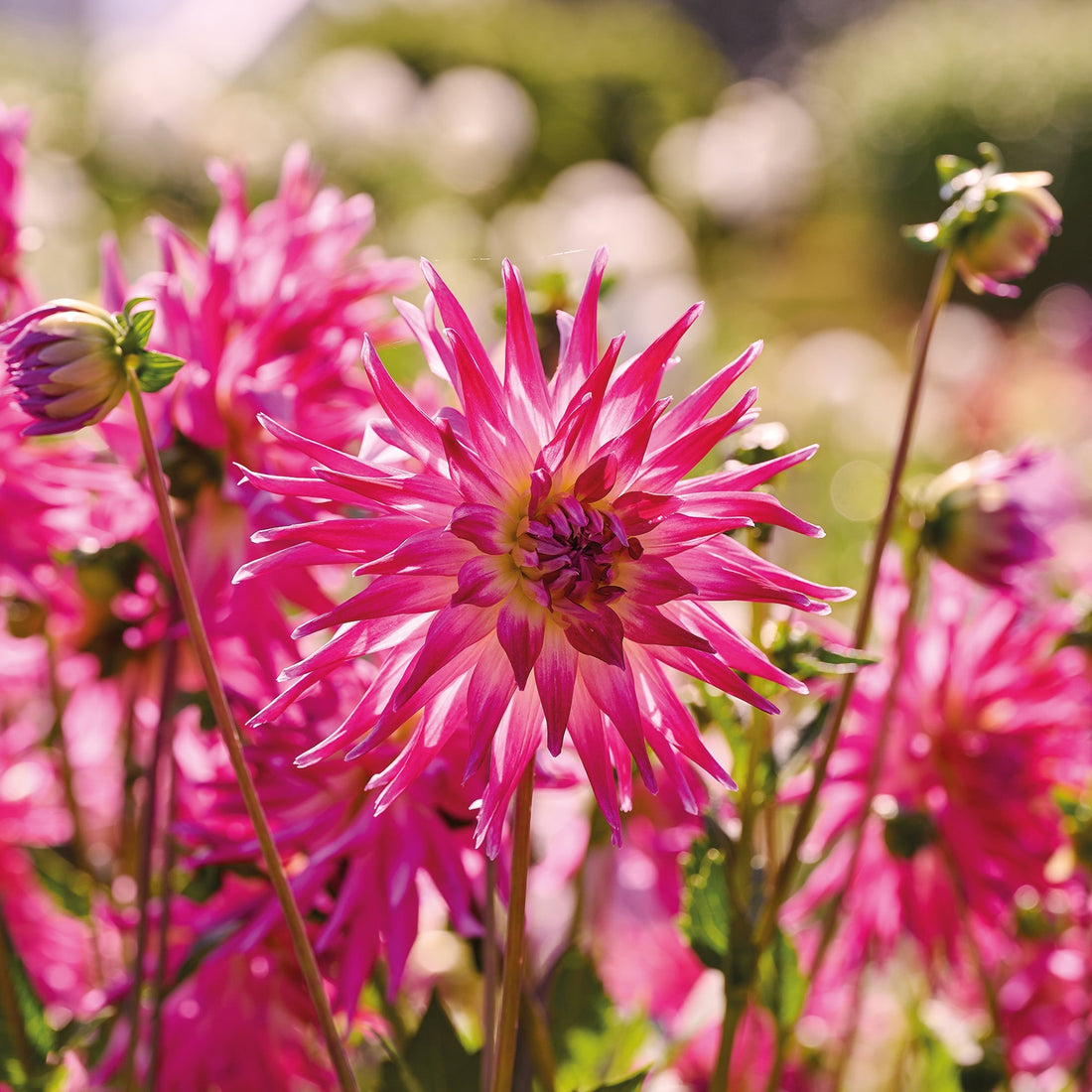 Daalia 'Electric Light'