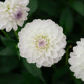 Daalia 'Eveline'