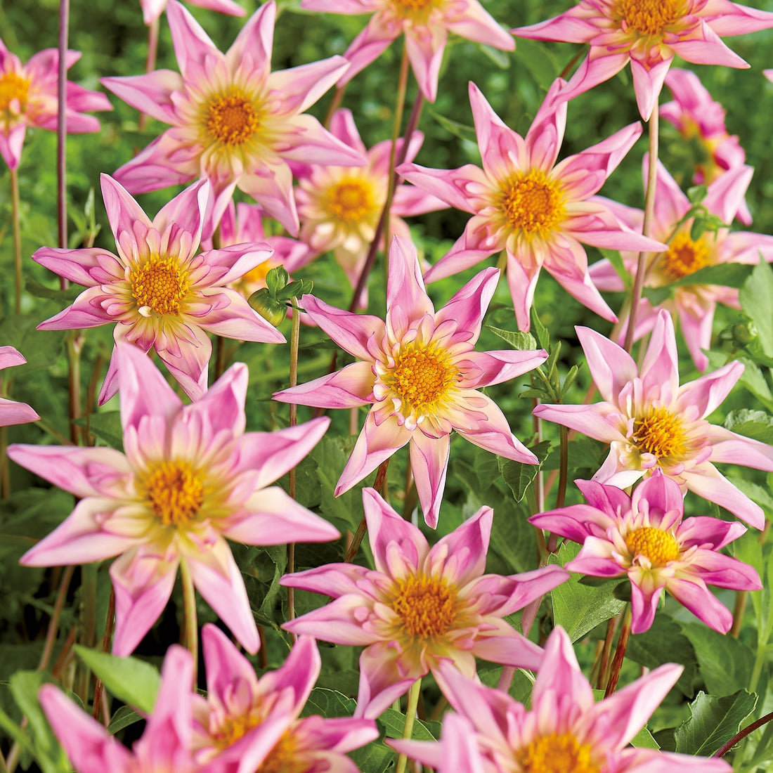 Daalia 'Fancy Pants'