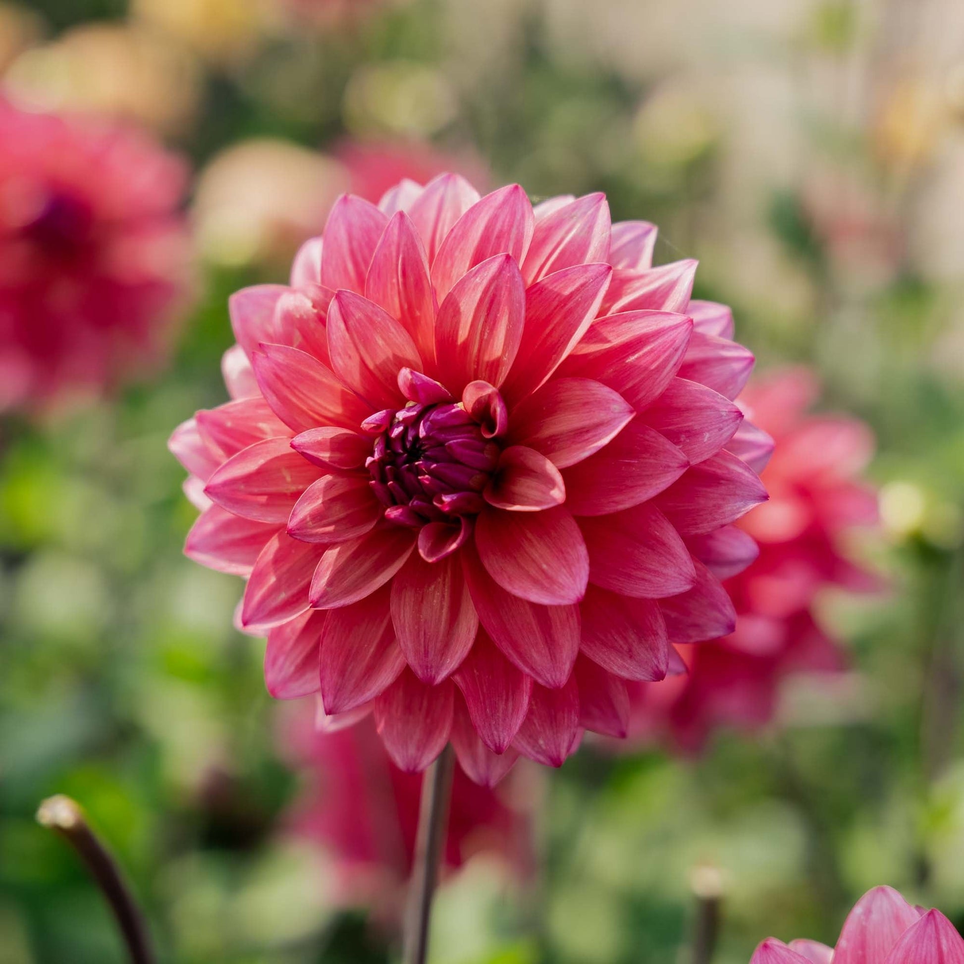 Daalia 'Feline Yvonne'