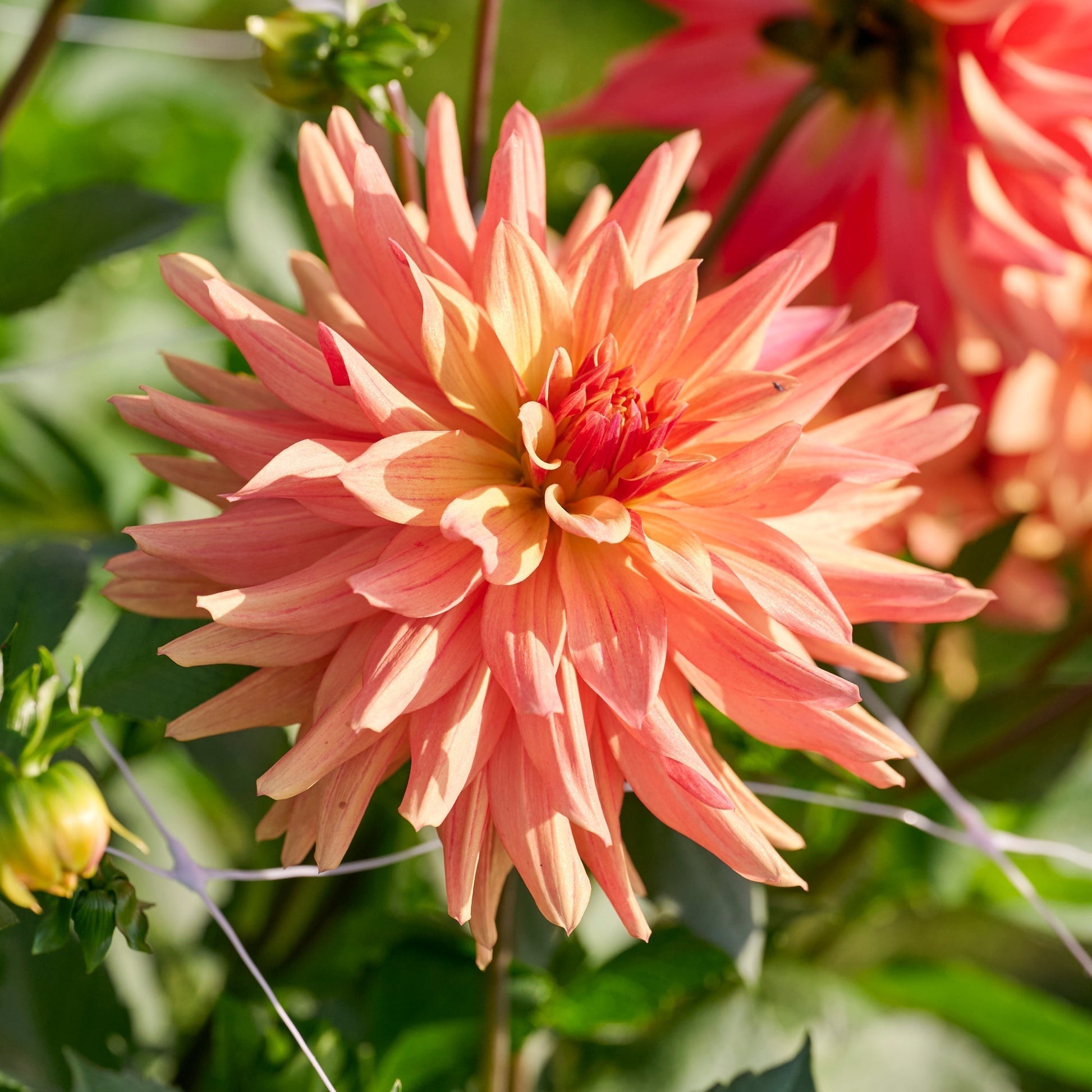 Daalia 'French Cancan'
