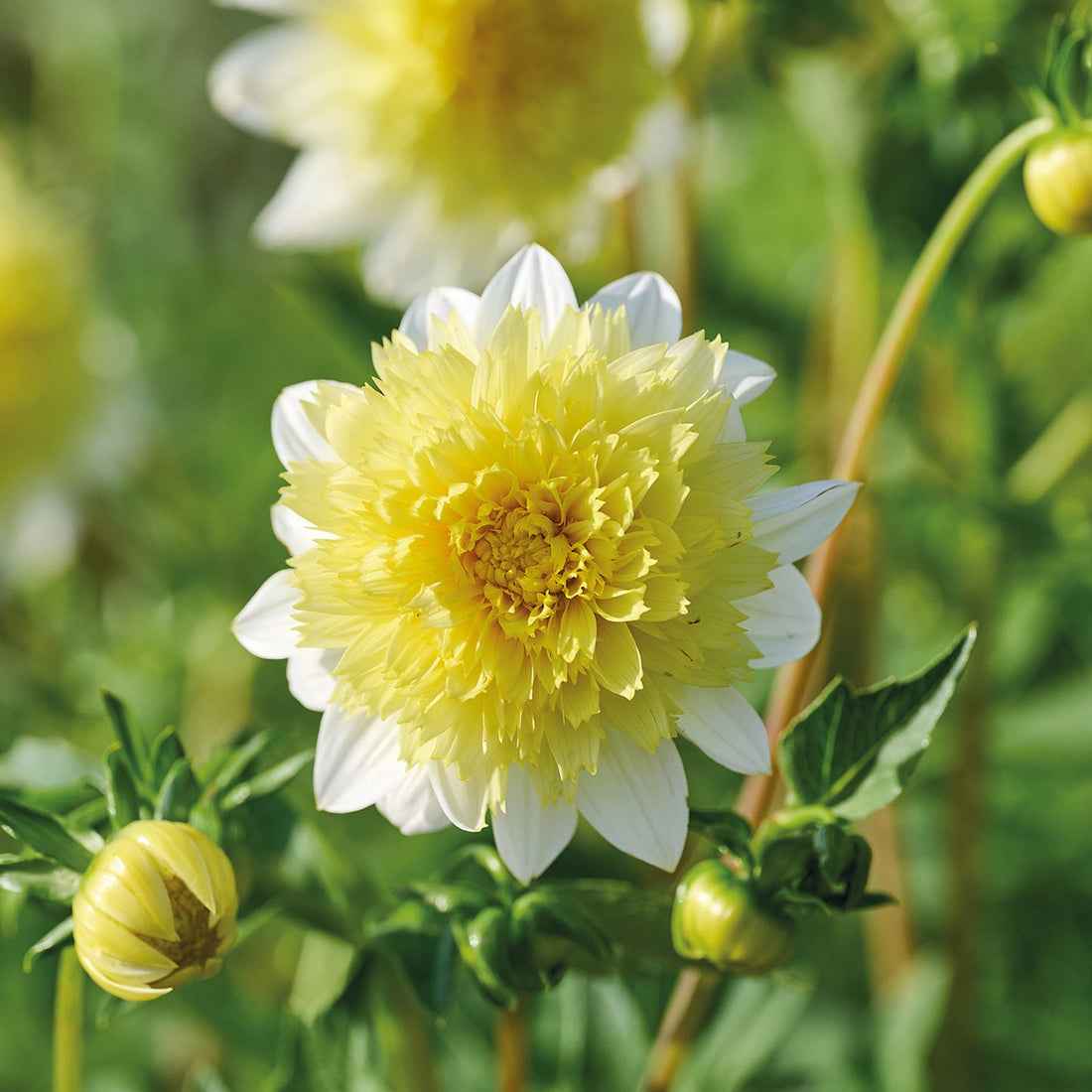 Daalia 'Freya's Paso Doble'