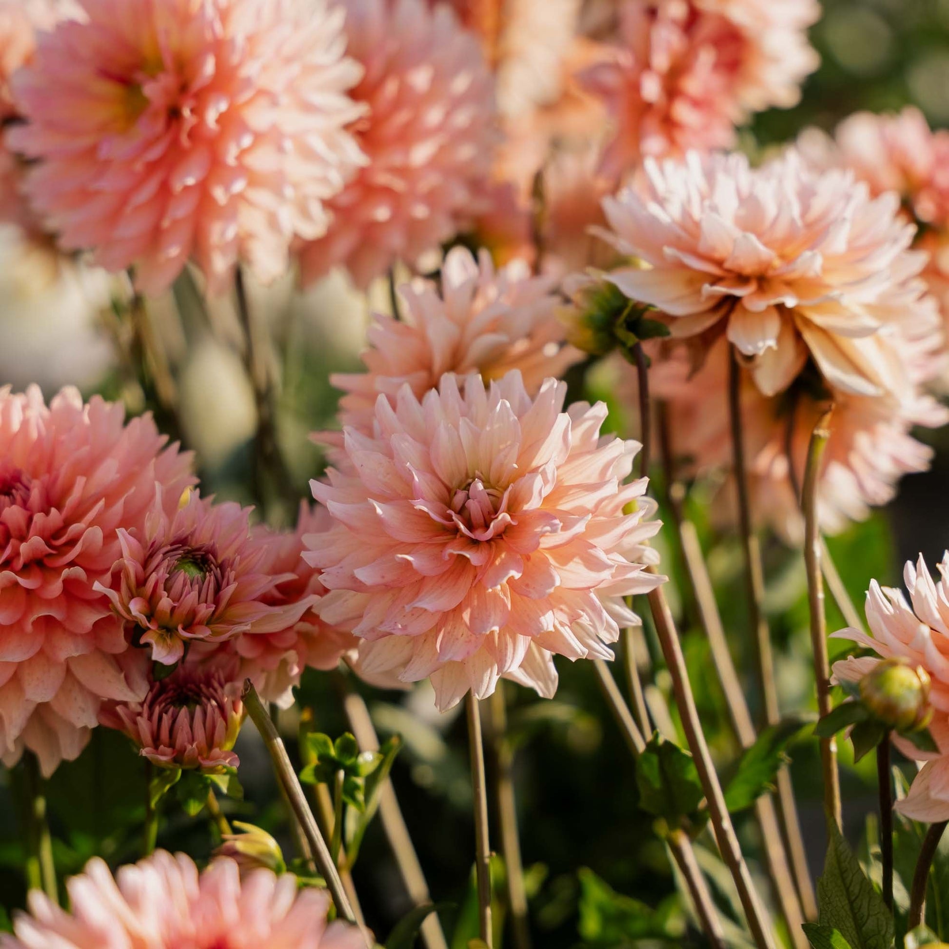 Daalia 'Gallery Leonardo'