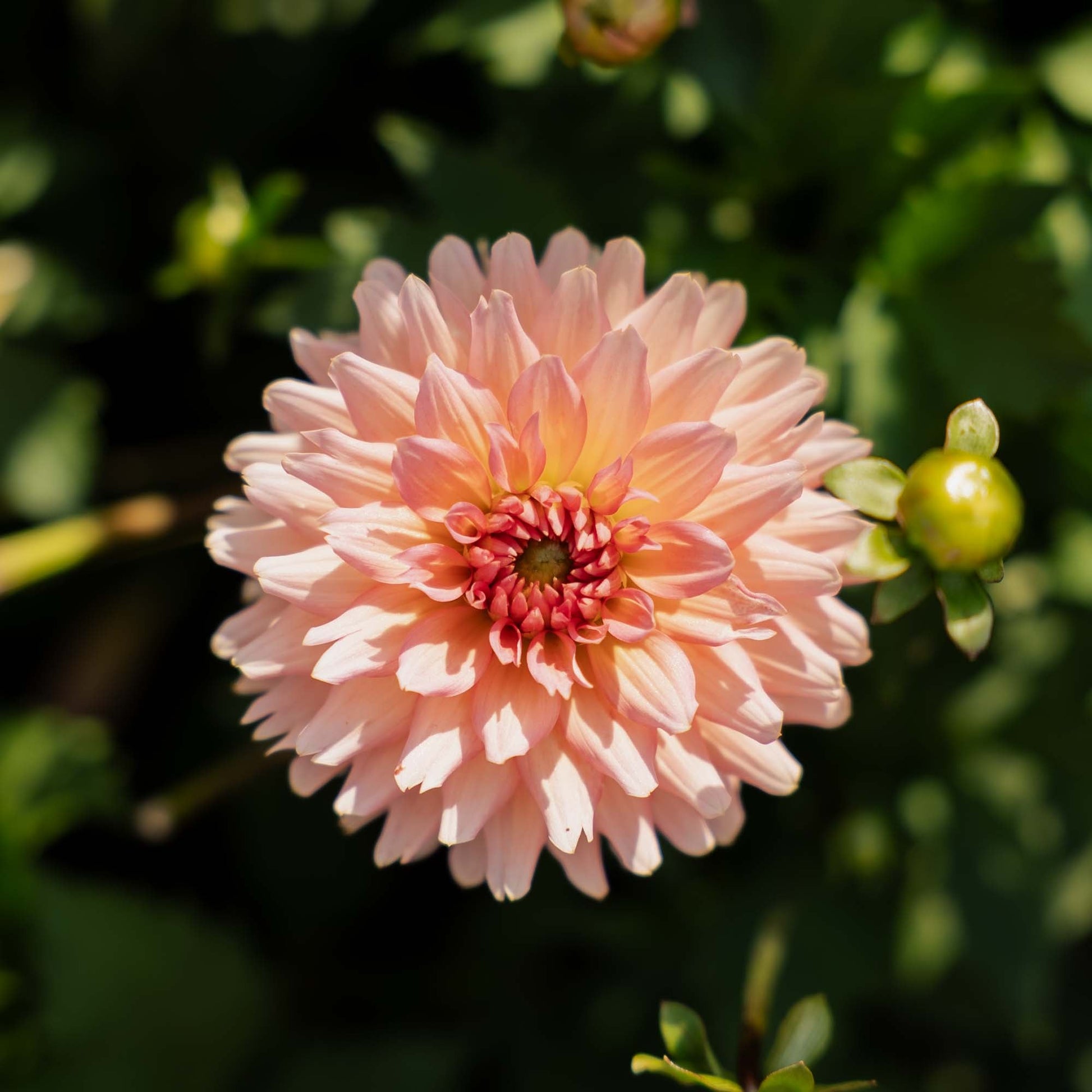 Daalia 'Gallery Leonardo'