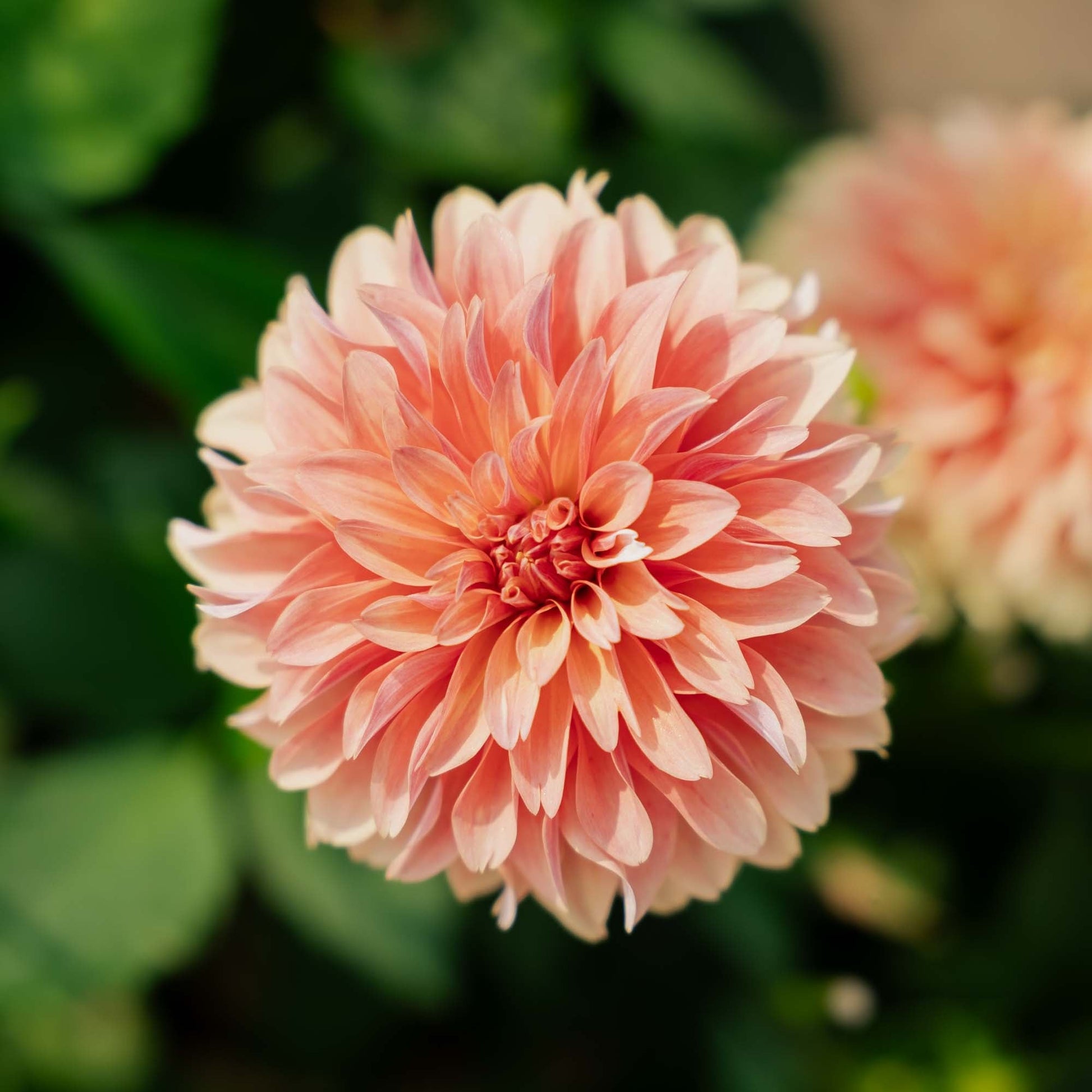 Daalia 'Garden Desire'