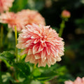 Daalia 'Garden Desire'