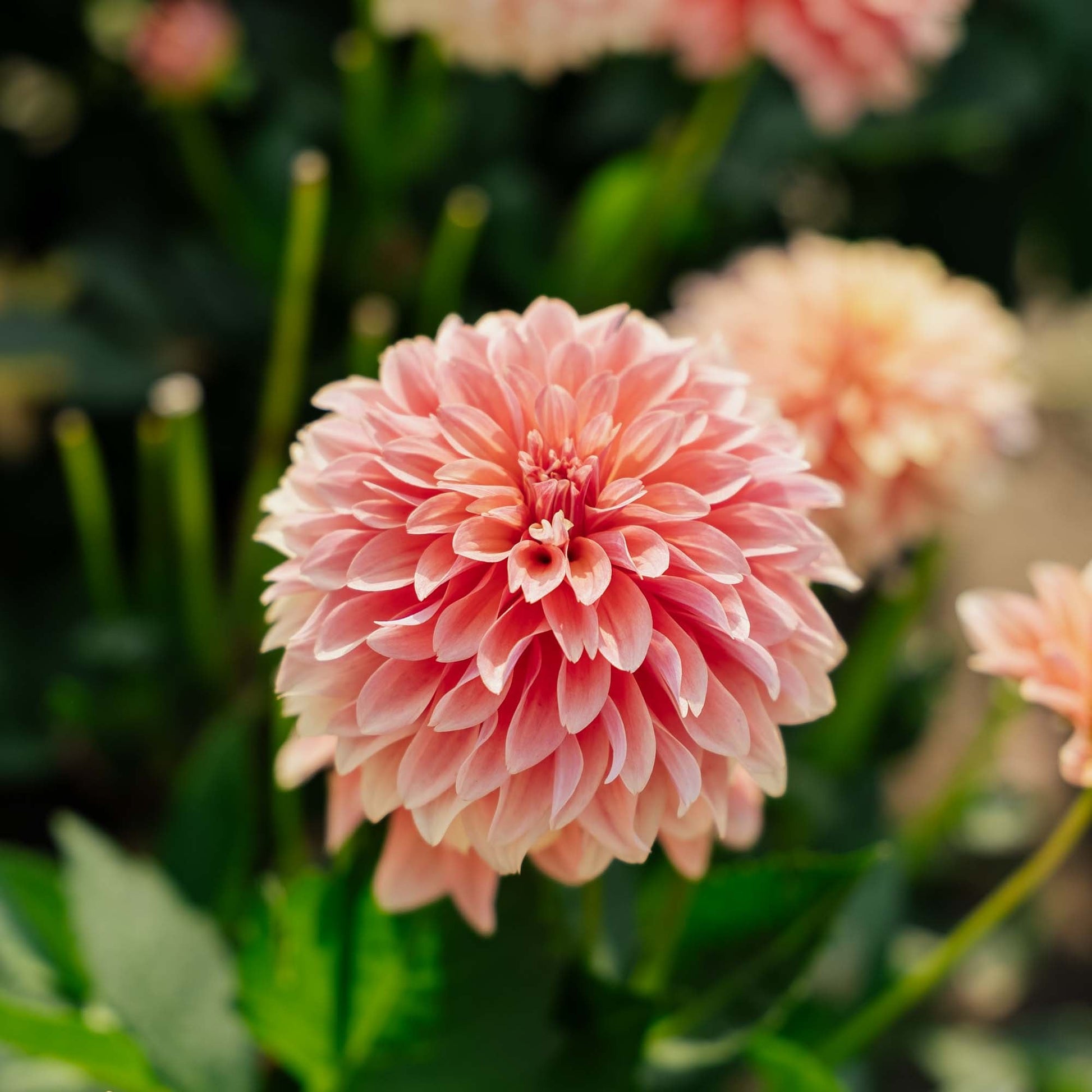 Daalia 'Garden Desire'